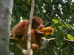 Pongo abelii