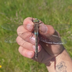 Anax parthenope