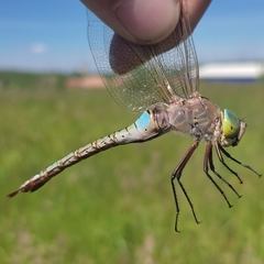Anax parthenope
