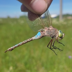 Anax parthenope