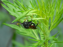 Cimbex femoratus