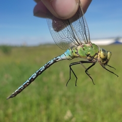 Anax imperator