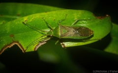 Amblypelta nitida