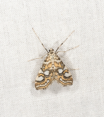 Elophila ekthlipsis