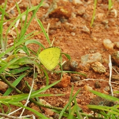 Eurema brigitta