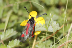 Zygaena contaminei