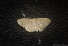 Idaea eretmopus
