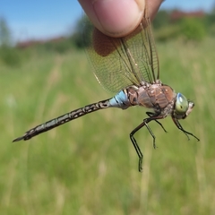Anax parthenope