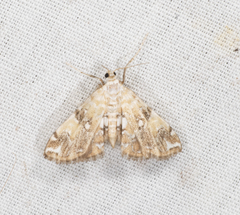Elophila faulalis