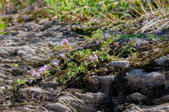 Thymus sibiricus