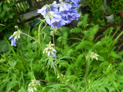 Polemonium caeruleum
