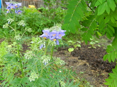 Polemonium caeruleum