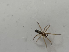 Castianeira gertschi