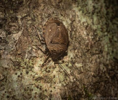 Platycoris bipunctatus