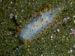 Crimora coneja