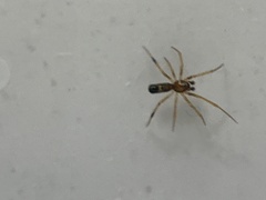 Castianeira gertschi