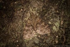 Polyclysta hypogrammata