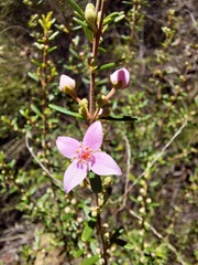 Boronia glabra