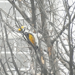 Chrysocolaptes festivus