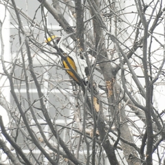 Chrysocolaptes festivus