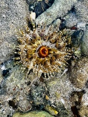 Bunodosoma granuliferum
