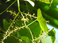 Dioscorea trifida