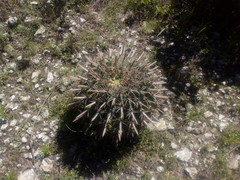 Ferocactus recurvus recurvus