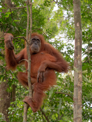 Pongo abelii