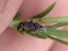Larinus minutus