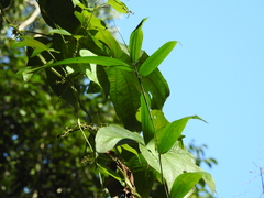Dioscorea trifida