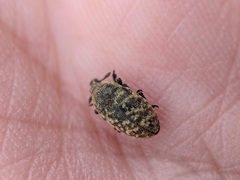 Larinus minutus