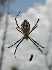Argiope florida
