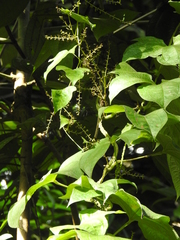 Dioscorea trifida