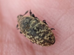 Larinus minutus