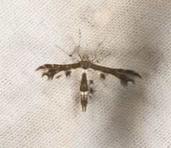 Geina tenuidactylus