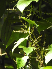 Dioscorea trifida