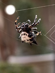 Gasteracantha cancriformis