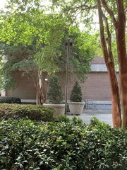 Gasteracantha cancriformis