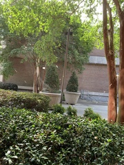 Gasteracantha cancriformis