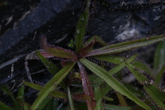 Drosera adelae