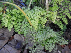 Adiantum raddianum