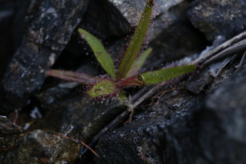 Image of Drosera adelae by (c) Hugo Innes, some rights reserved (CC BY)