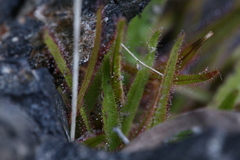 Drosera adelae