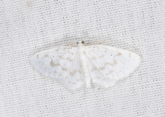 Hydrelia albifera