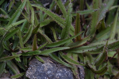Drosera adelae