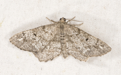 Hypagyrtis piniata