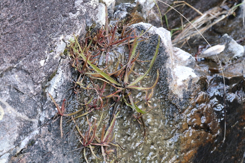 Image of Drosera adelae by (c) Hugo Innes, some rights reserved (CC BY)