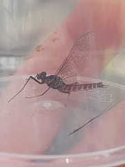 Rhithrogena semicolorata