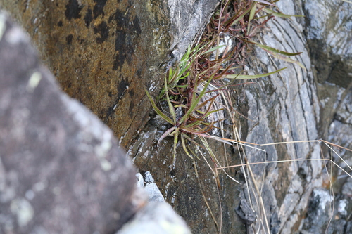 Image of Drosera adelae by (c) Hugo Innes, some rights reserved (CC BY)