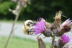 Bombus humilis